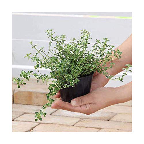 香るアロマタイム　根付き苗　分割5苗 Amazon.co.jp: チャーム ハーブ苗 タイム フォックスリータイム